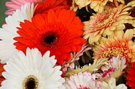gekleurde gerbera's van Pfotowelt thumbnail