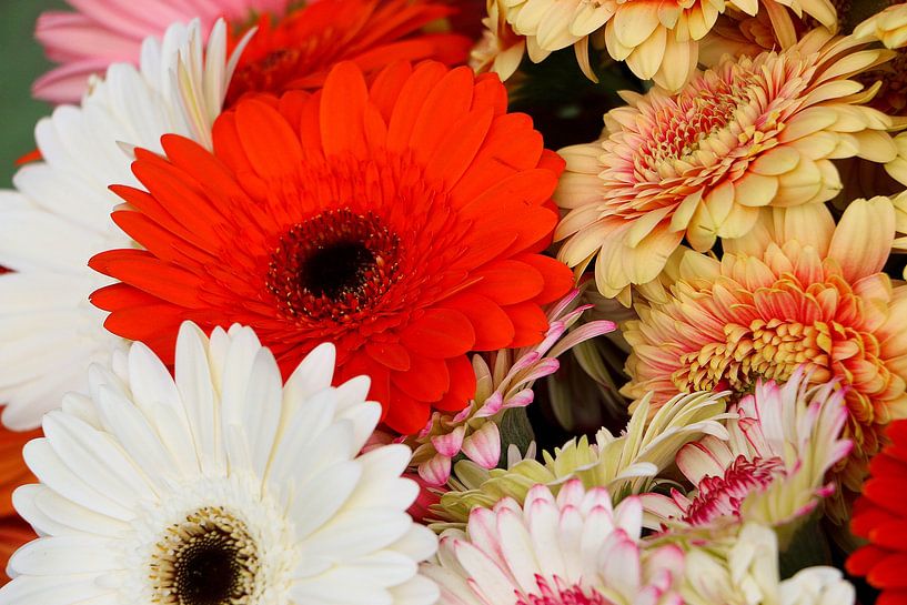 gekleurde gerbera's van Pfotowelt