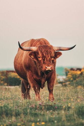 Schottischer Highlander