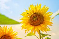 Sonnenblume an einem schönen Sommertag von Bart Schmitz Miniaturansicht
