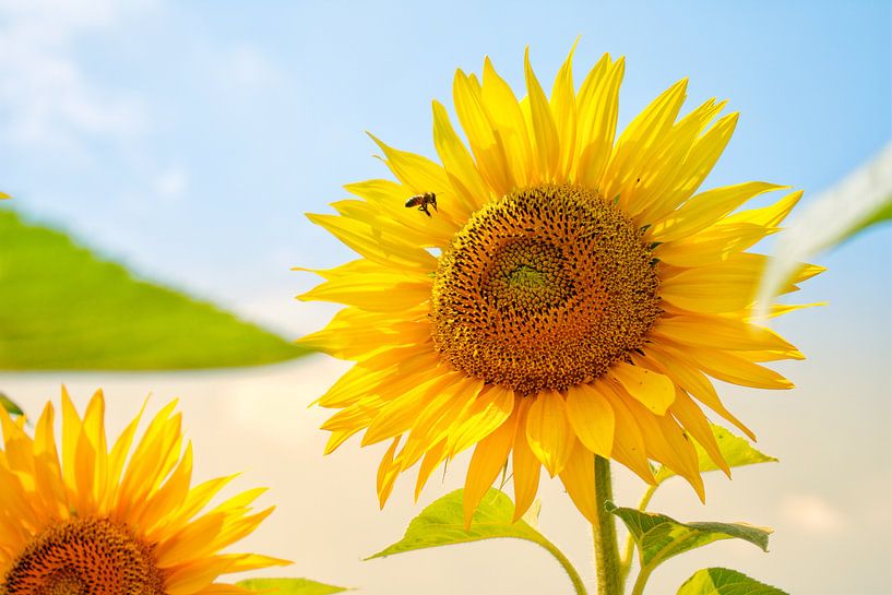 Sonnenblume an einem schönen Sommertag von Bart Schmitz