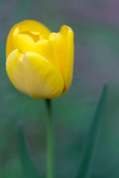 Yellow Tulip by MSP Canvas