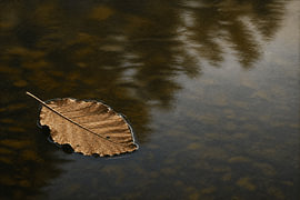 Floating Teak Leaf on Quiet Water I Indonesia I Minimalist Fine Art by Vínculae