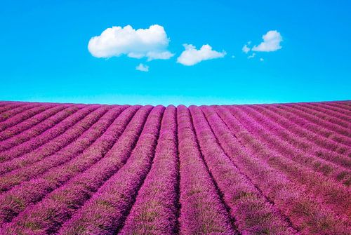 Lavendelfelder und Wolken am Himmel. Frankreich von Stefano Orazzini