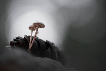 Pilze aus einem Kiefernzapfen