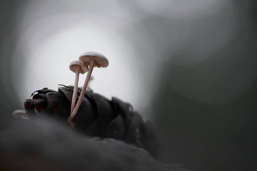Champignons d'une pomme de pin par Cor de Hamer