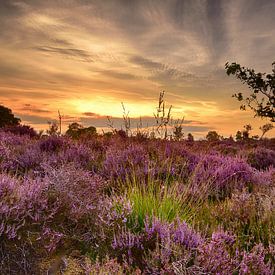 Blooming heather at sunset by John Leeninga