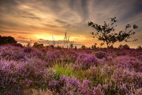 Bloeiende heide bij zonsondergang