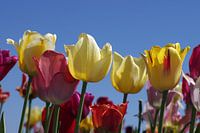 Colourful tulips and blue sky