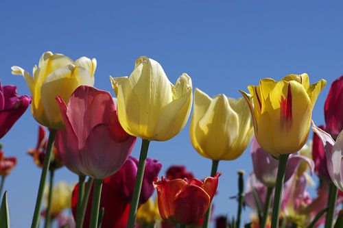 Kleurrijke tulpen en blauwe lucht