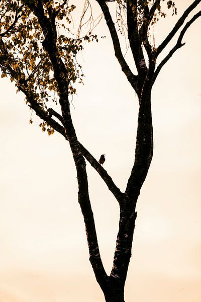 The little bird by Femke Ketelaar
