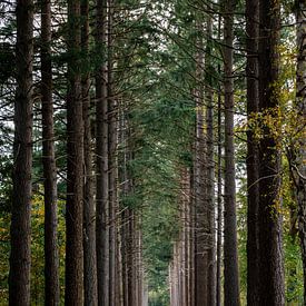 Boslaan dans Lage Vuursche avec des sapins de Douglas en automne sur Andrea de Jong