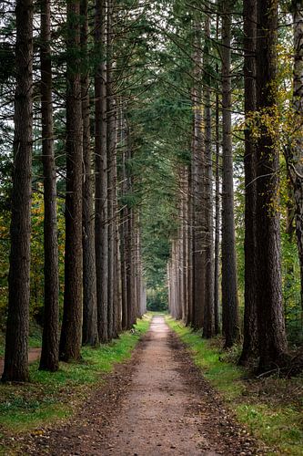 Boslaan in Lage Vuursche met douglassparren in herfst van Andrea de Jong