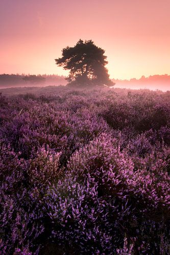 Flowering heathland nature reserve Renderklippen