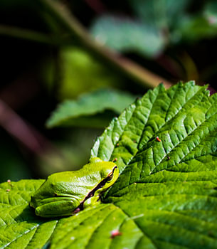 Tree frog