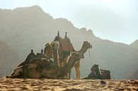 Kamele in der Jordanwüste von Bastiaan Buurman Miniaturansicht