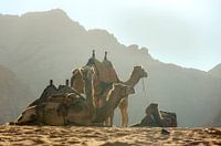 Camels in the Jordan Desert