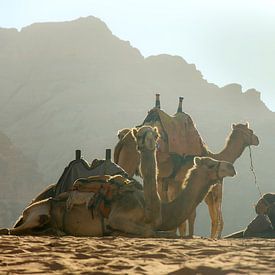 Kamele in der Jordanwüste von Bastiaan Buurman