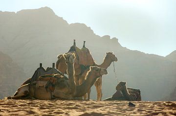 Chameaux dans le désert du Jourdain sur Bastiaan Buurman