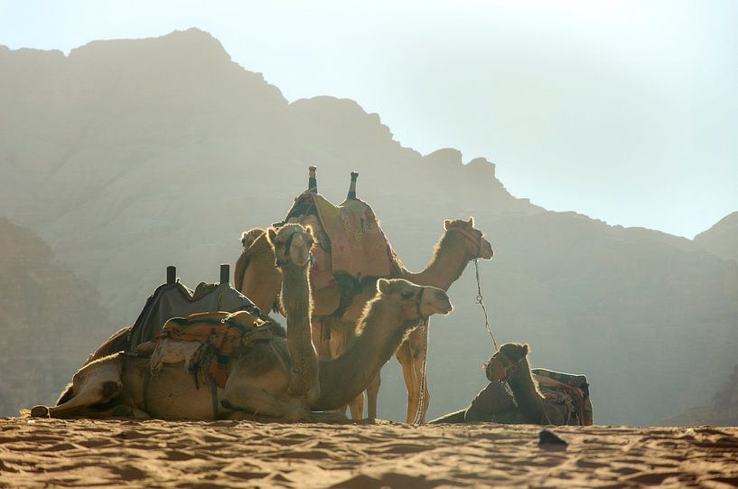 Kamele in der Jordanwüste von Bastiaan Buurman