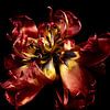 Rote Tulpe im Verfall, Fine Art Blume von SO fotografie