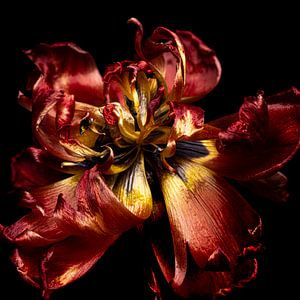 Rote Tulpe im Verfall, Fine Art Blume