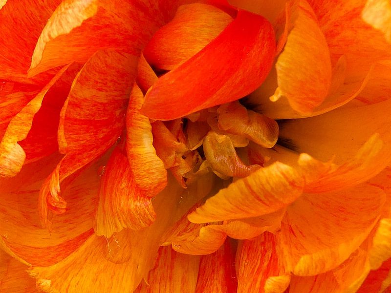 Big Amber Blossom von Eric Nagel
