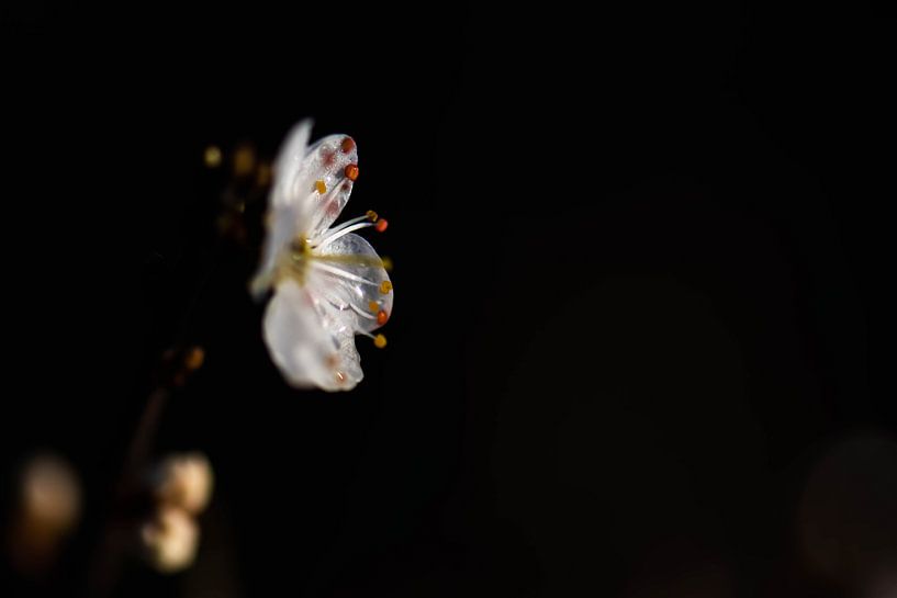 single blossom by Tania Perneel