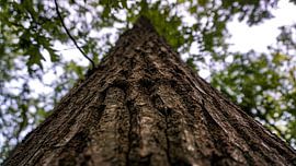 Beautiful tree in nature by Jeremy Teijn