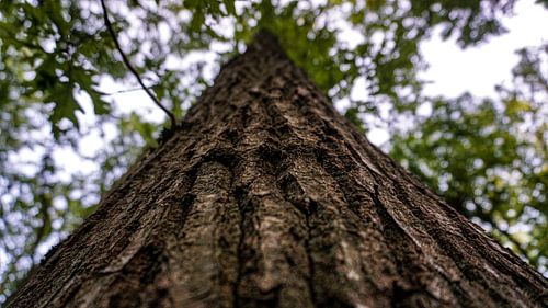 Prachtige boom in de natuur