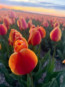 A beautiful Dutch sunset with the glow of tulips