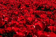 Rode tulpen von Erika Gallegos Miniaturansicht