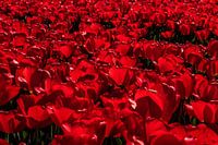 Rode tulpen