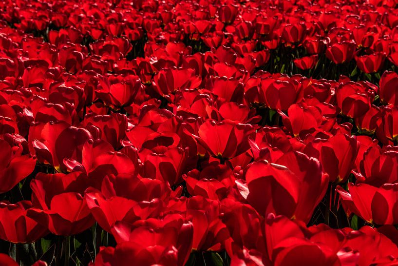 Rode tulpen von Erika Gallegos