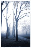 Bare trees in the fog