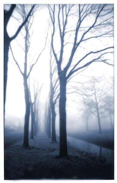 Kale bomen in de mist van . Groningenart