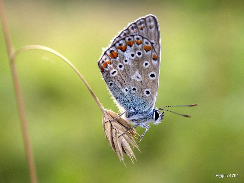 Wauw! by Hans van Kaam
