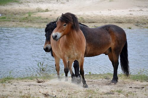 wilde paarden in noord Holland