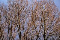 Bare branches of trees shaded by the morning sun in winter