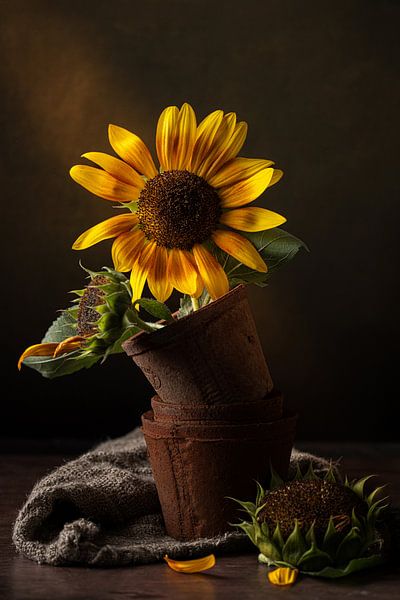 Fin de l'été par Anoeska Vermeij Fotografie