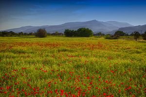 Fields of Joy