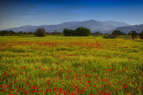 Fields of Joy