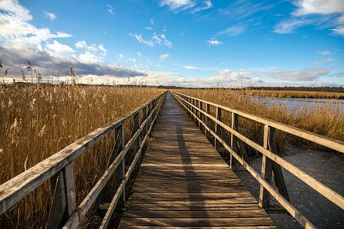Voetgangersbrug omgeven door riet