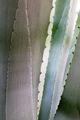 Abstract nature background, detail of a blue gray agave looking through the leaves with thorns, clos