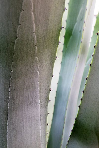 Abstract nature background, detail of a blue gray agave looking through the leaves with thorns, clos by Maren Winter