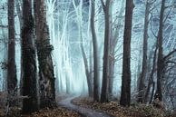 X-rayed by Martin Podt thumbnail