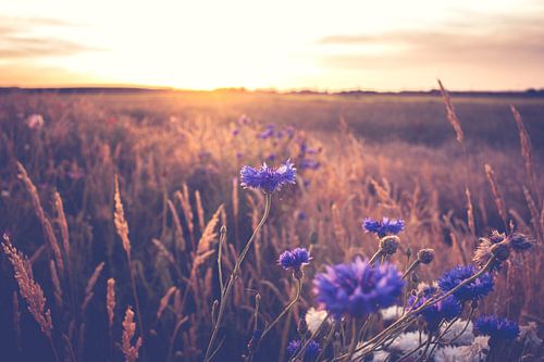Blue cornflowers at warm, atmospheric summer evening 