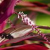 Mexikanische Blume von Renald Bourque