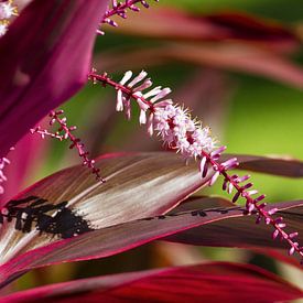 Mexican Flower by Renald Bourque