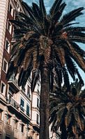 Palmboom